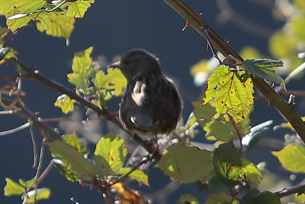 Passera scopaiola (Prunella modularis)